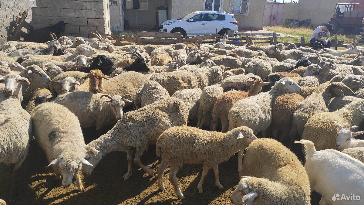 Овцы, бараны, козы купить на Зозу.ру - фотография № 1