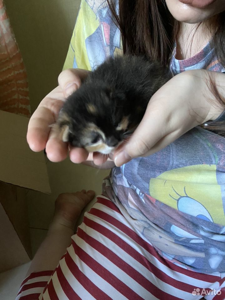 Трёхцветный котёнок купить на Зозу.ру - фотография № 1