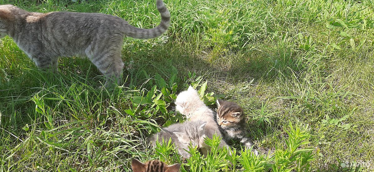 Котята от домашней кошечки купить на Зозу.ру - фотография № 6