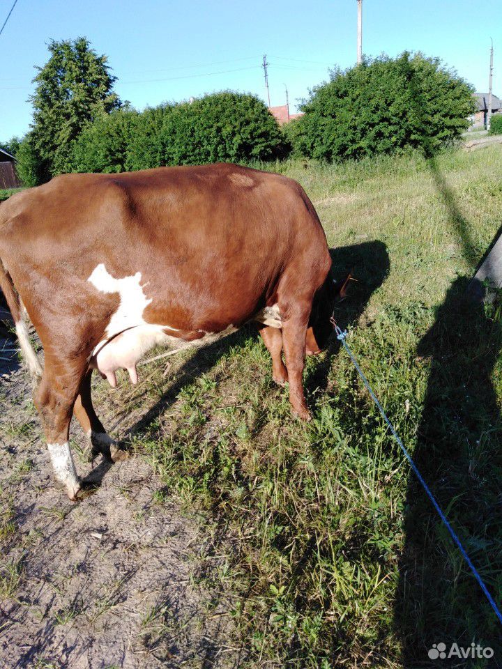 Корова молочная с теленкой купить на Зозу.ру - фотография № 4