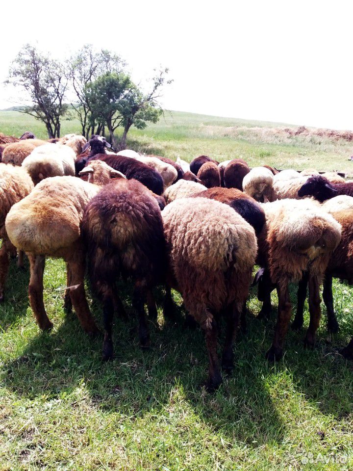 Продаю коз с козлятами и овцы с ягнятами купить на Зозу.ру - фотография № 7