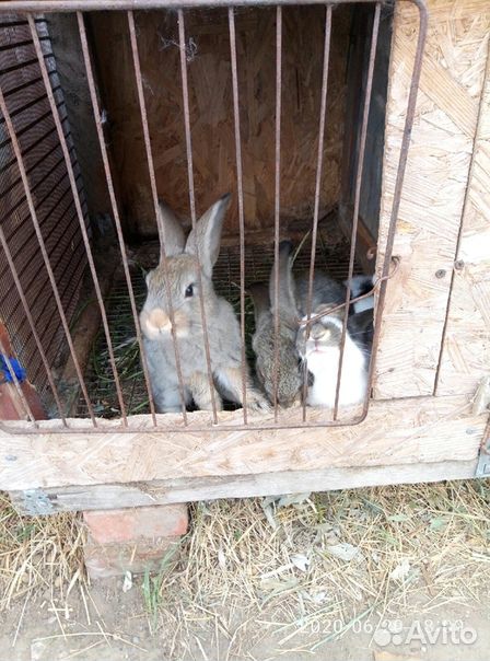 Кролики породы великан-помесь купить на Зозу.ру - фотография № 3