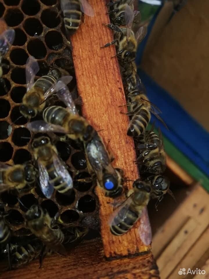 Пчелы плодные матки Карника из Швейцарии купить на Зозу.ру - фотография № 9