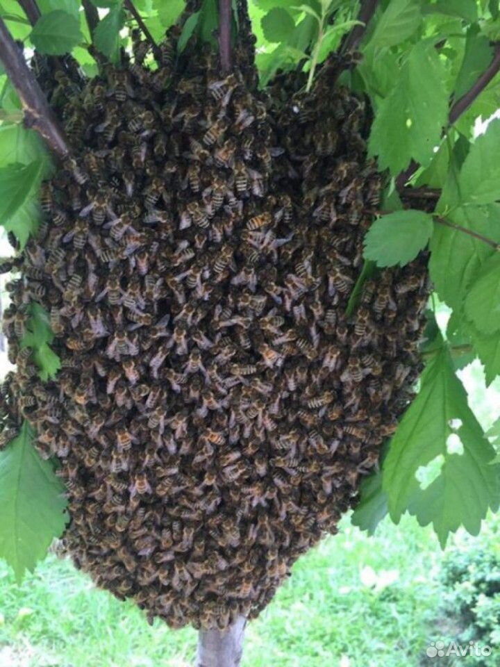 Рой пчёл купить на Зозу.ру - фотография № 2