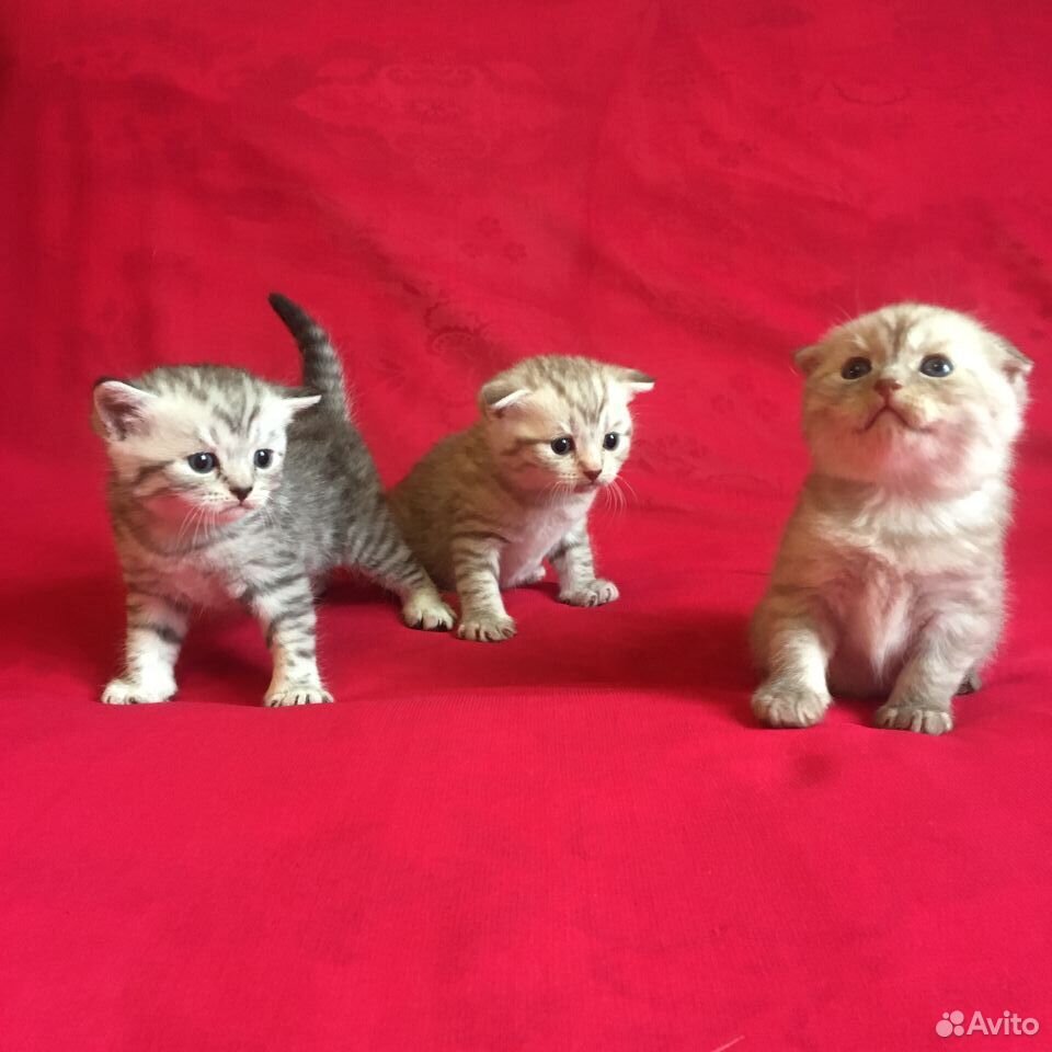 Шотланские котята купить на Зозу.ру - фотография № 4