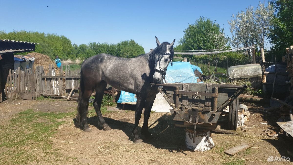 Две лошади на продажу купить на Зозу.ру - фотография № 1