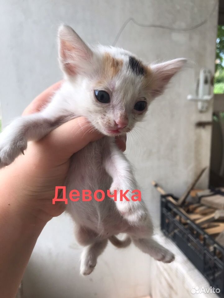 Хорошие котята в добрые руки купить на Зозу.ру - фотография № 9