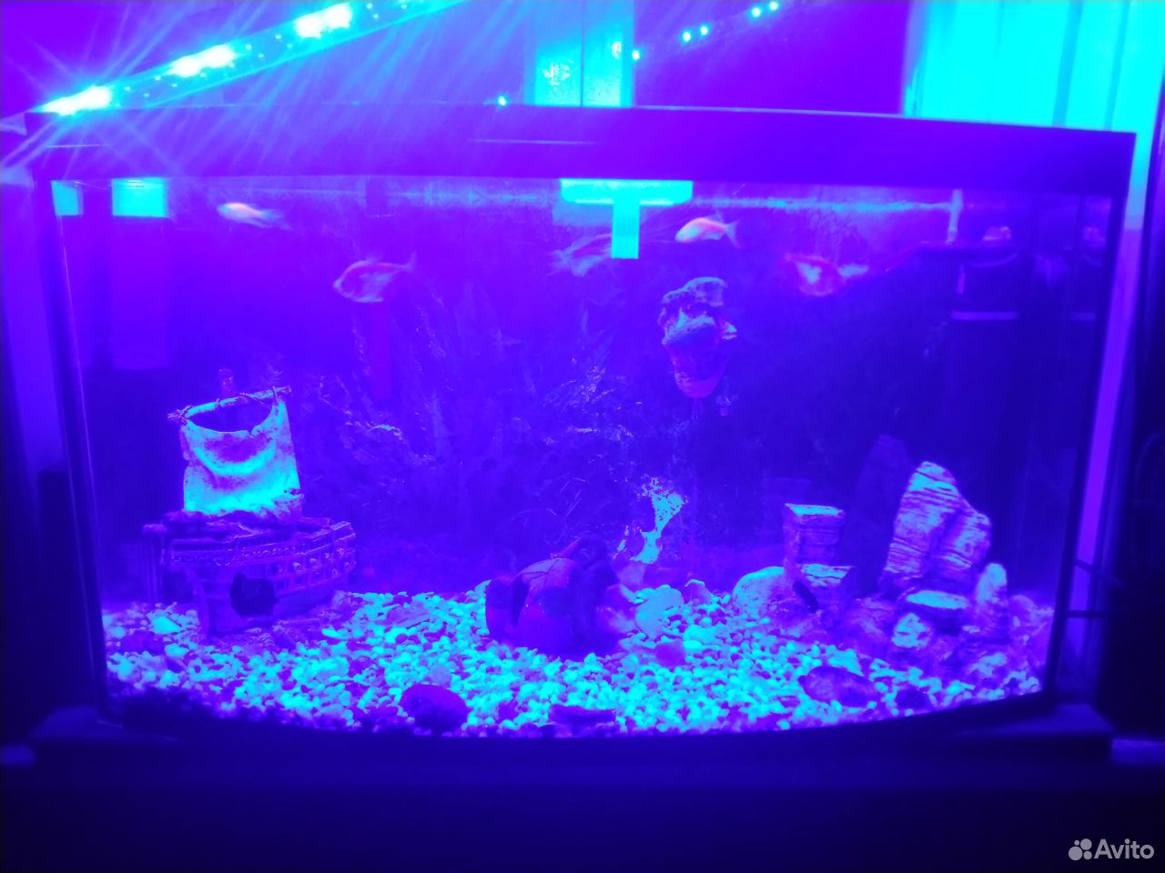 Работающий аквариум 60 литров под ключ купить на Зозу.ру - фотография № 4