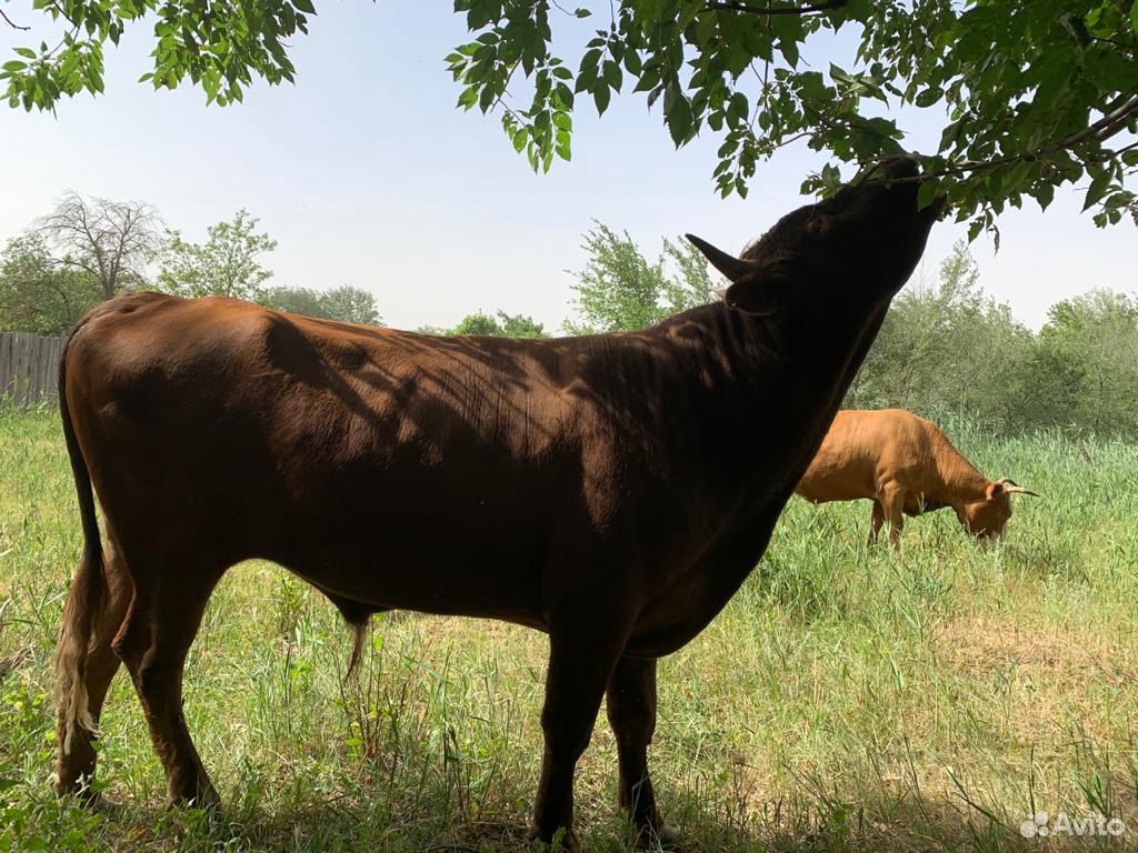 Корова и Бык купить на Зозу.ру - фотография № 1