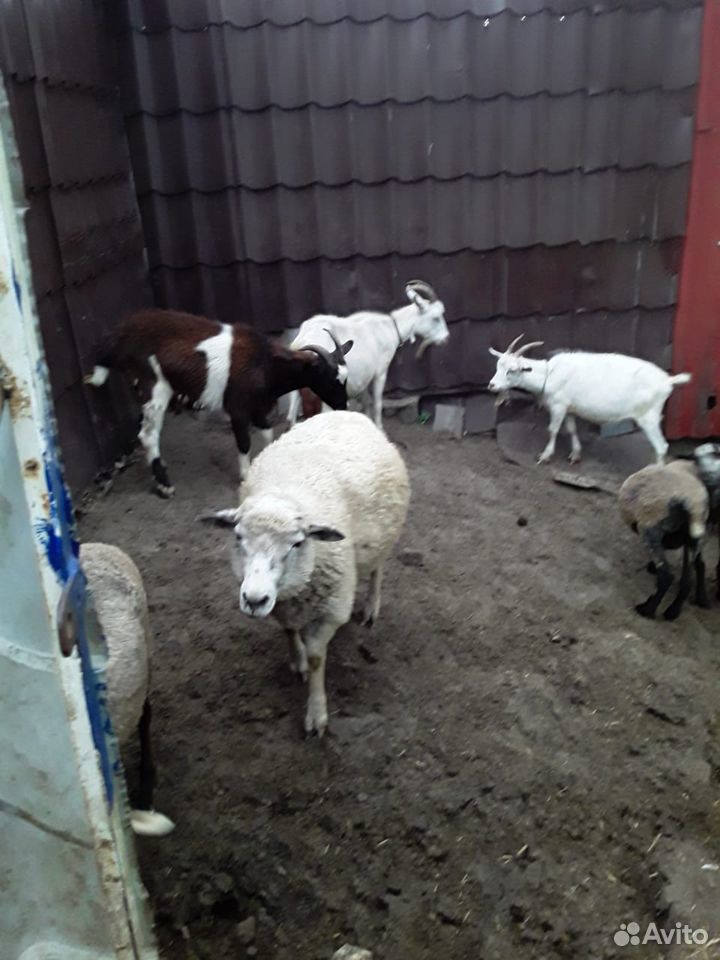 Бараны, козы, овцы купить на Зозу.ру - фотография № 2