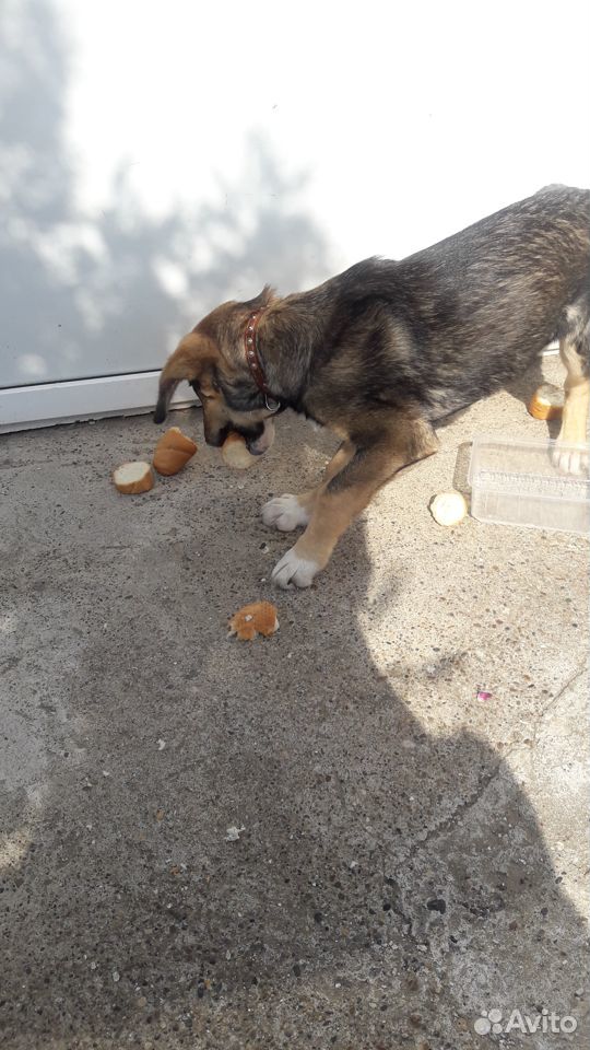 Найден щенок с ошейником в районе пром зона кстово купить на Зозу.ру - фотография № 2