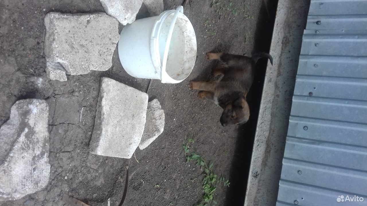 6 бездомных щенков ищут добрых хозяев купить на Зозу.ру - фотография № 6
