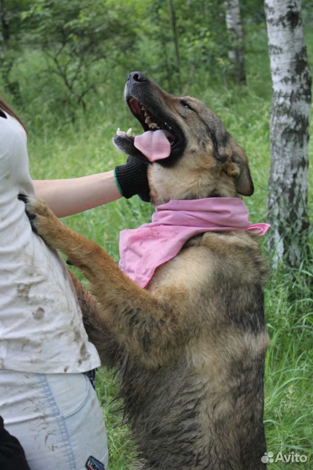 Позитивная собака в добрые руки купить на Зозу.ру - фотография № 9