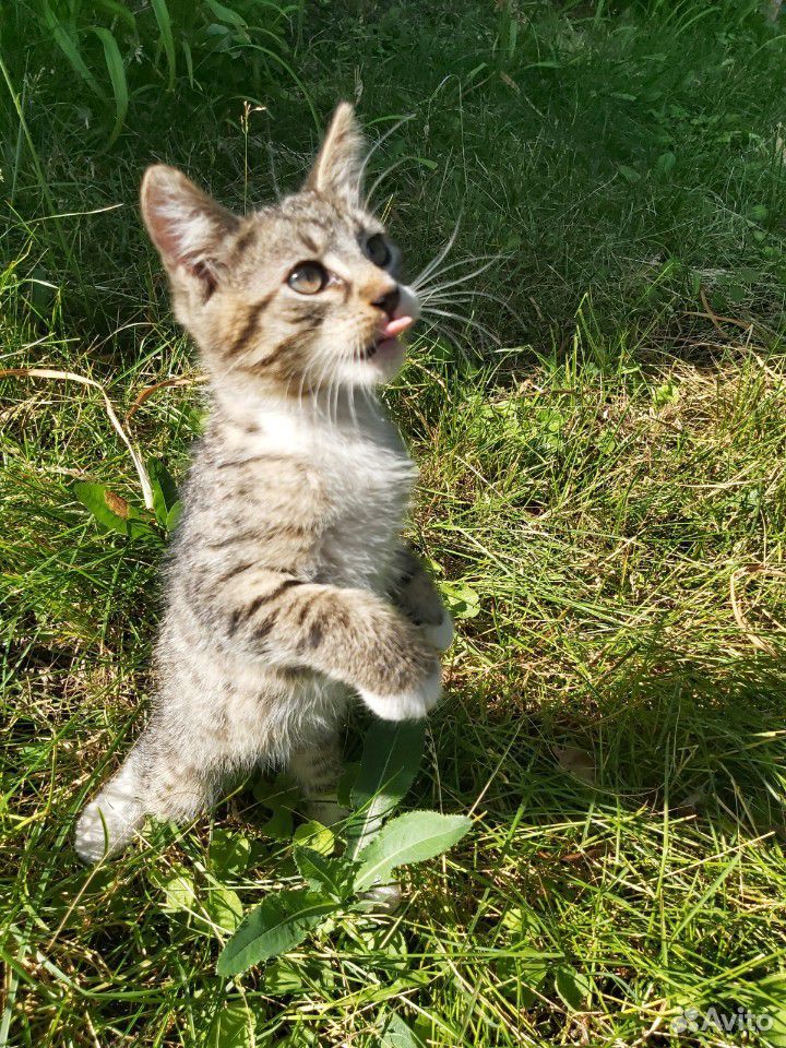 Котенок леопардовый Лайон купить на Зозу.ру - фотография № 6