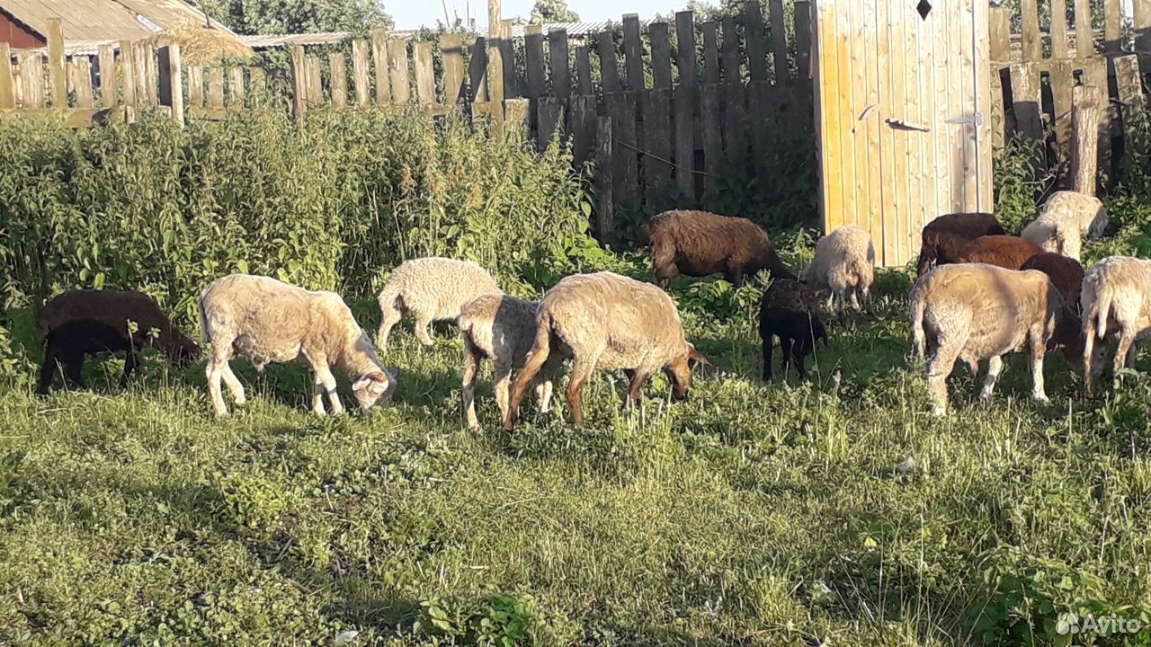 Овцы, бараны, ягнята купить на Зозу.ру - фотография № 6