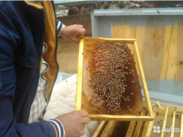 Пчелопакеты оптом купить на Зозу.ру - фотография № 2