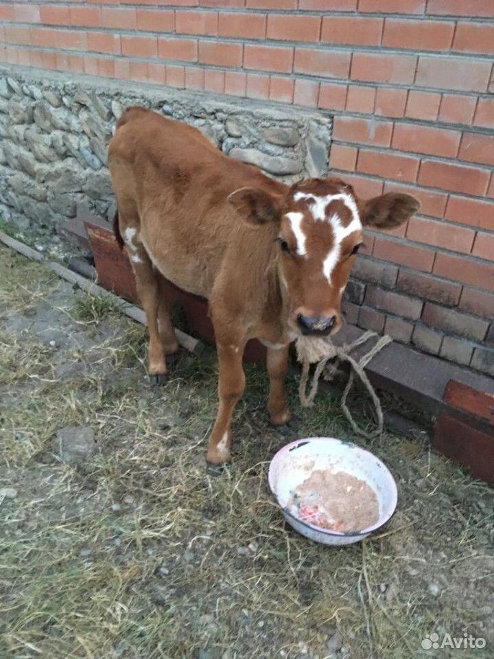 Корова с теленком(телкой) купить на Зозу.ру - фотография № 4