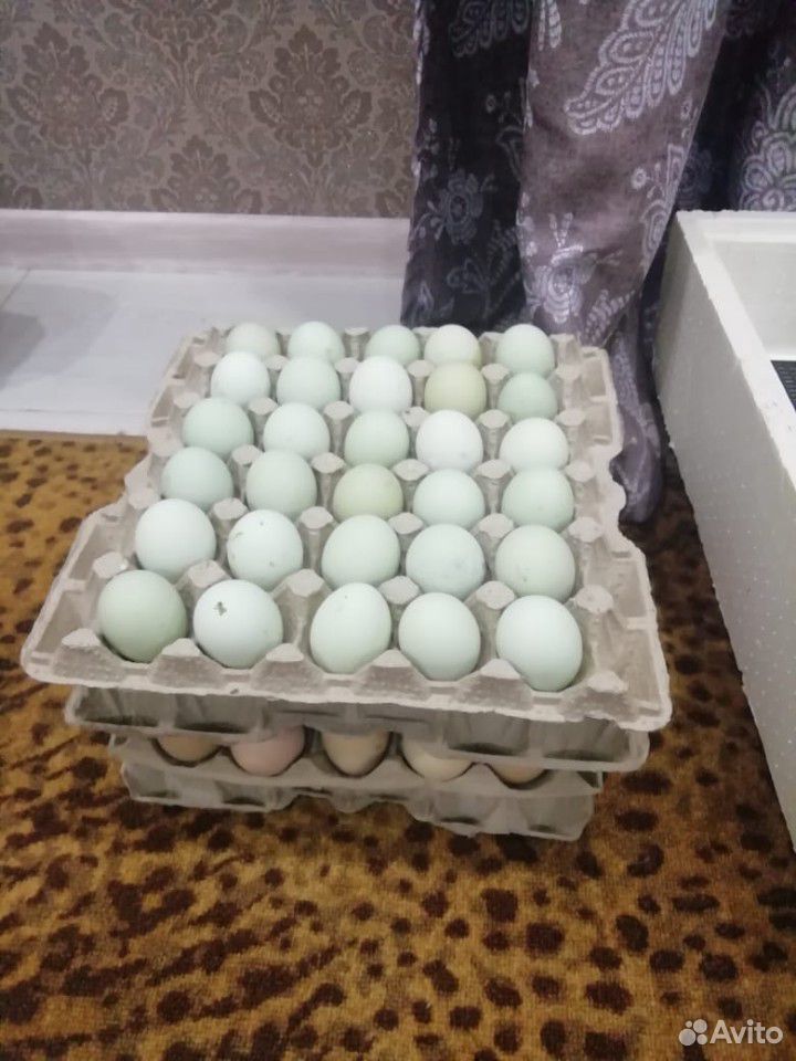 Инкубационное яйцо легбар кремовый купить на Зозу.ру - фотография № 1