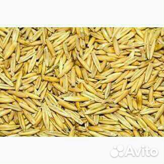 Овес яровой и пшеница купить на Зозу.ру - фотография № 1