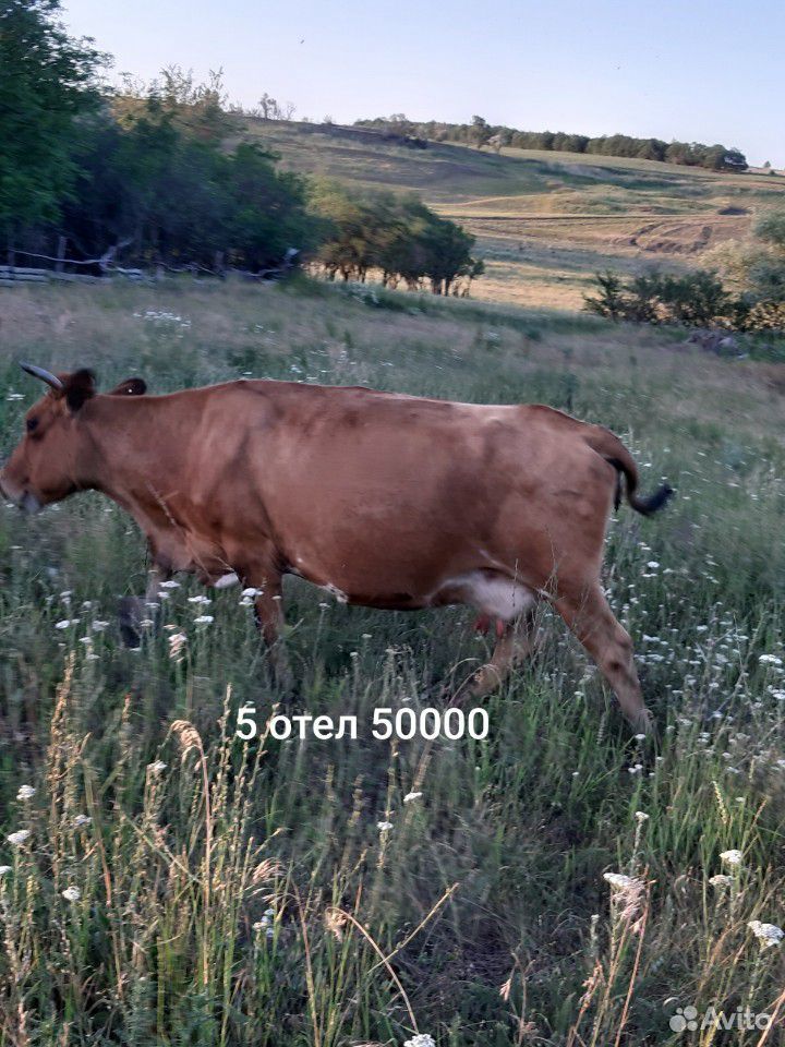 Коровы оптом купить на Зозу.ру - фотография № 3