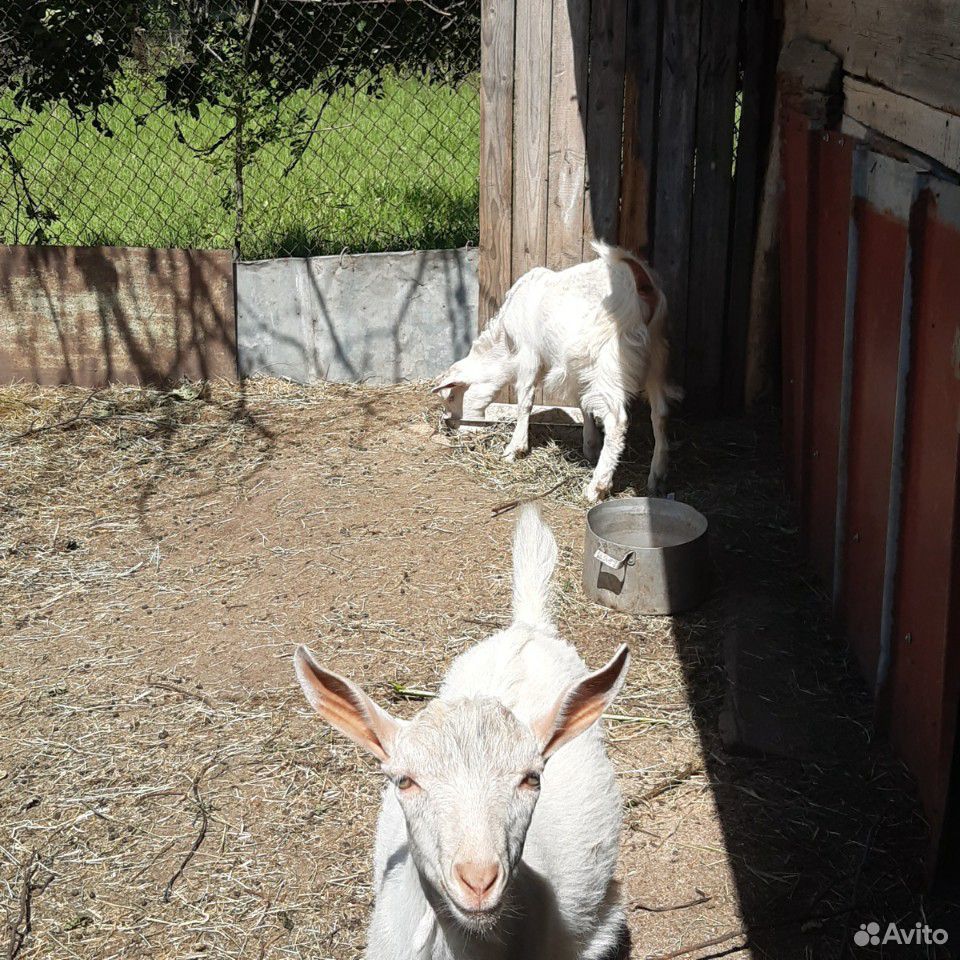 Продаются козы купить на Зозу.ру - фотография № 3