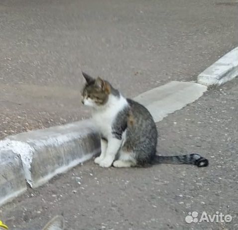 Котик кастрат купить на Зозу.ру - фотография № 1