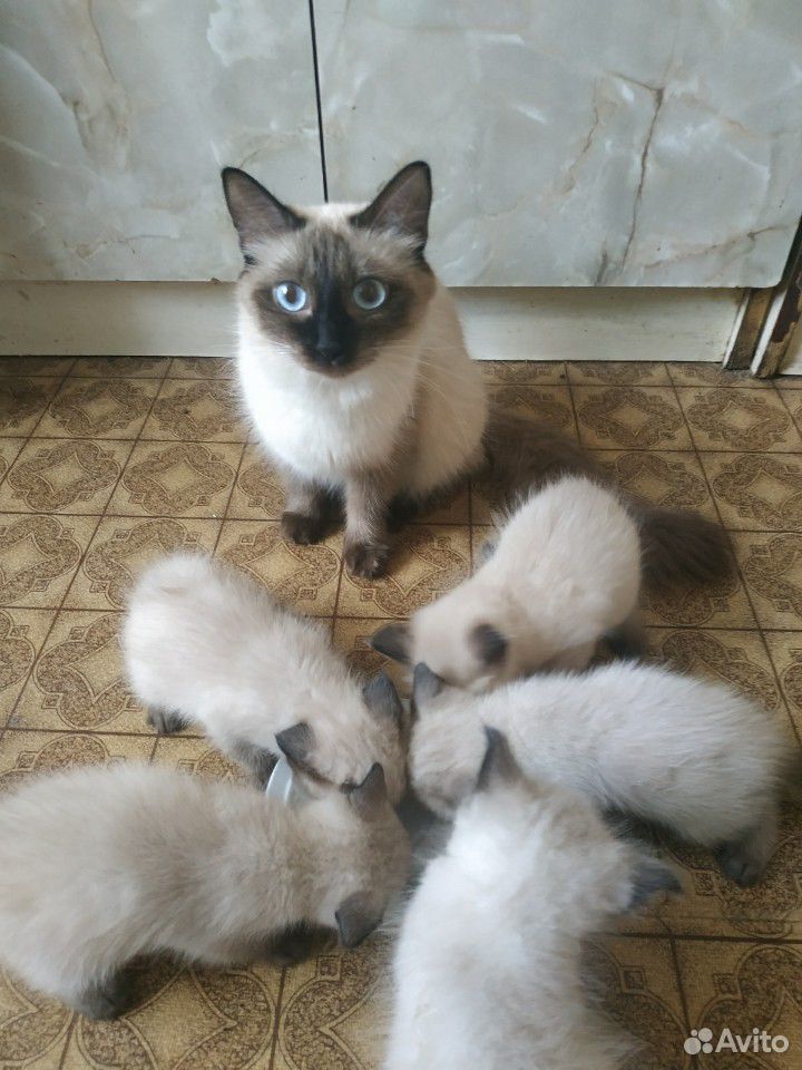 Балинезийские котята купить на Зозу.ру - фотография № 4