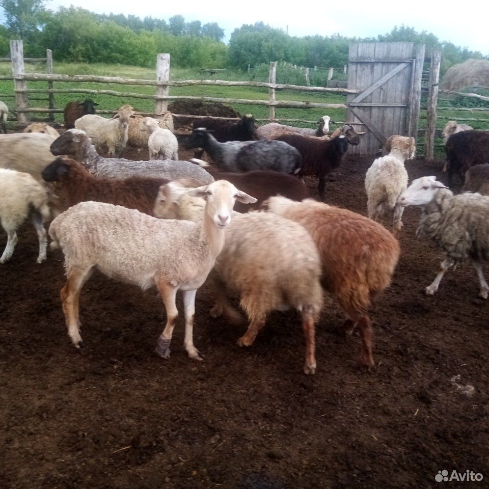 Овцы и тёлочка 4 мес купить на Зозу.ру - фотография № 1