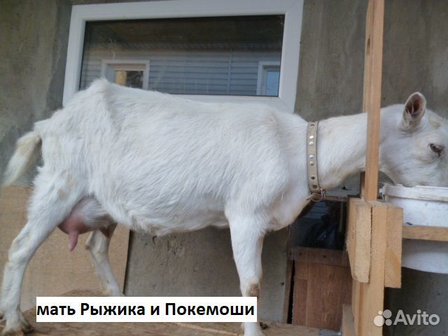 Козлики купить на Зозу.ру - фотография № 5