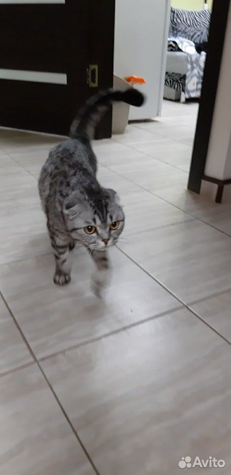 Кошечка ищет нового хозяина купить на Зозу.ру - фотография № 4