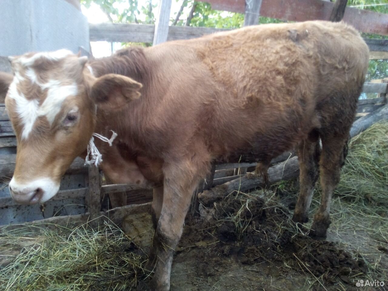 Корова, телка и бычек купить на Зозу.ру - фотография № 2