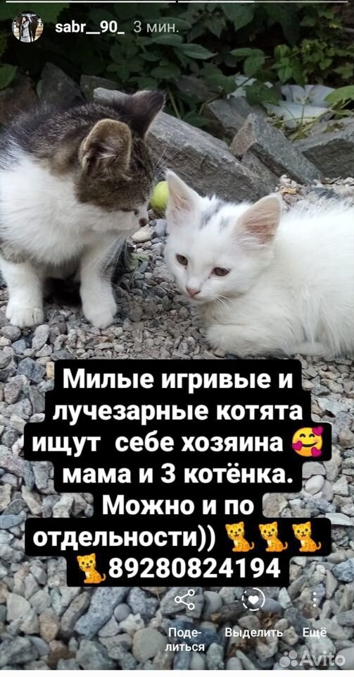 Котята ждут своих добрых хозяев. г. Нальчик купить на Зозу.ру - фотография № 1