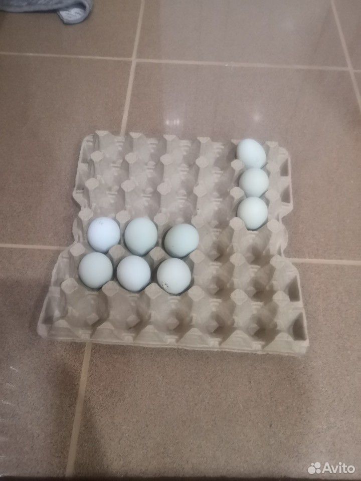Инкубационное яйцо ухейилюй и амераукана купить на Зозу.ру - фотография № 1