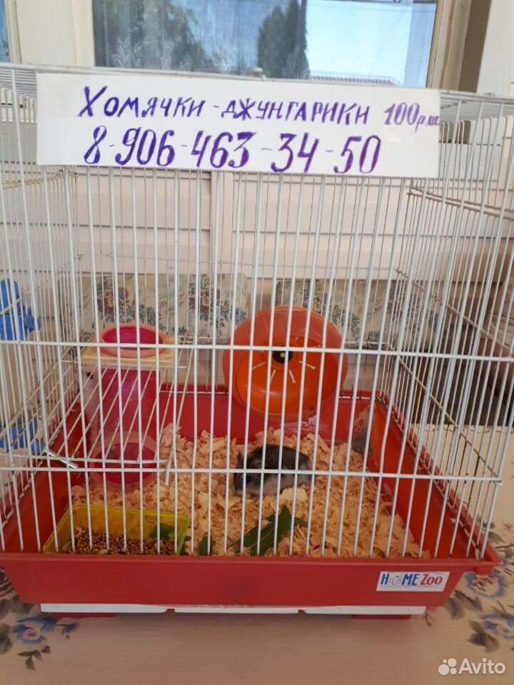 Хомячки-джунгарики купить на Зозу.ру - фотография № 7