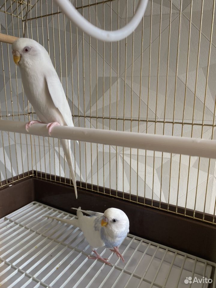 Волнистые попугаи с клеткой купить на Зозу.ру - фотография № 7