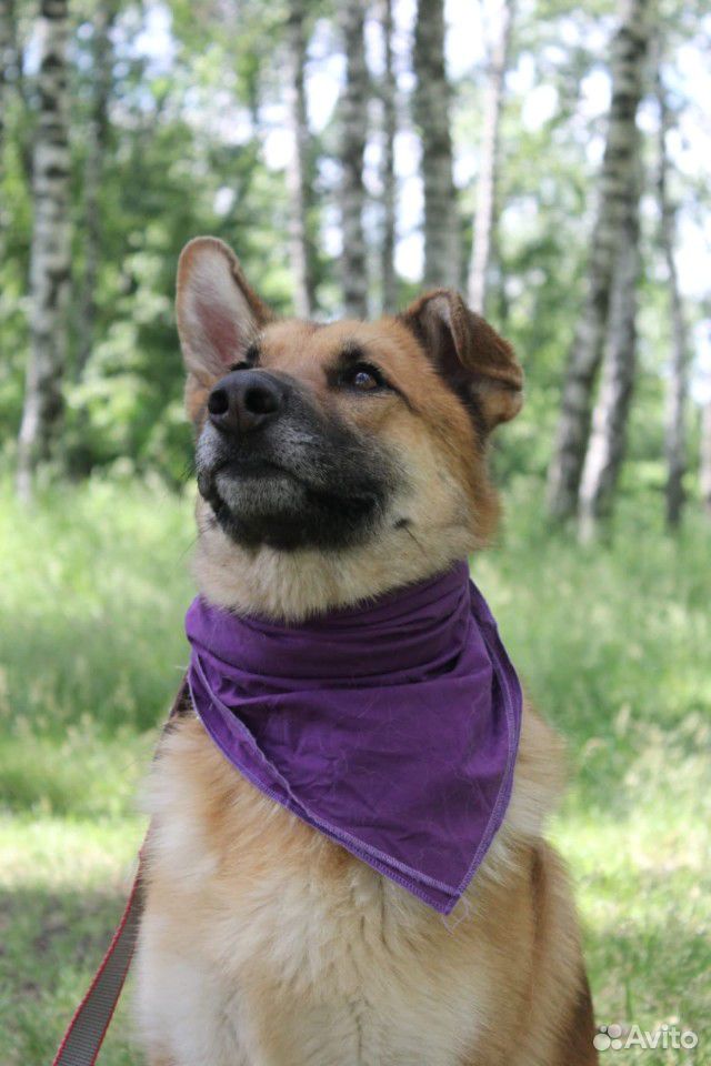 Очень добрая собака из приюта купить на Зозу.ру - фотография № 5
