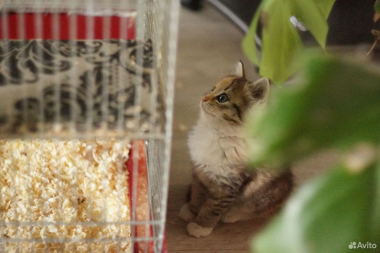 Трехцветный котенок в добрые руки купить на Зозу.ру - фотография № 7