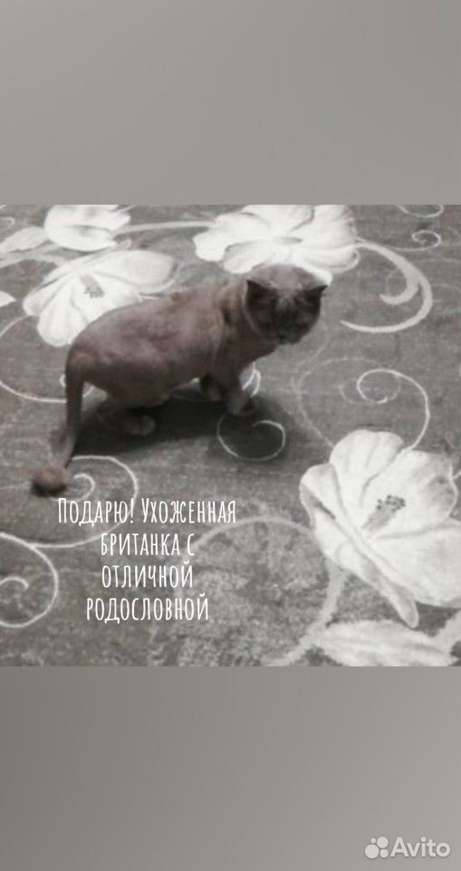 Кошка британка купить на Зозу.ру - фотография № 1