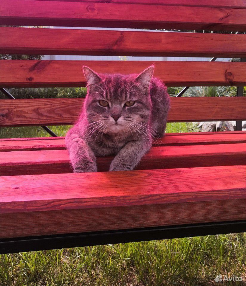 Кот для вязки купить на Зозу.ру - фотография № 2
