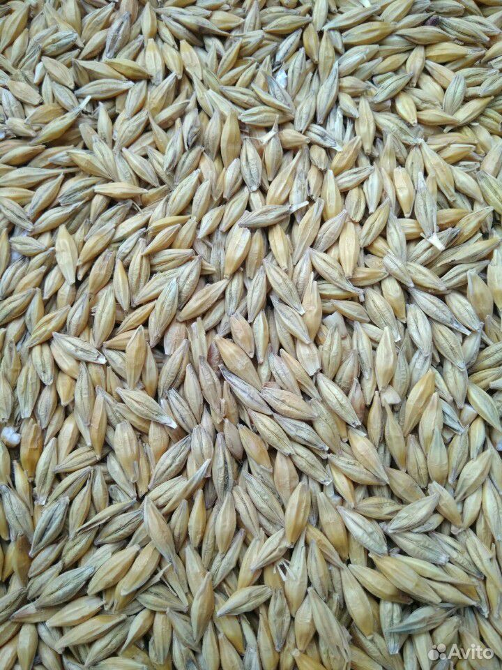 Ячмень,пшеница купить на Зозу.ру - фотография № 1