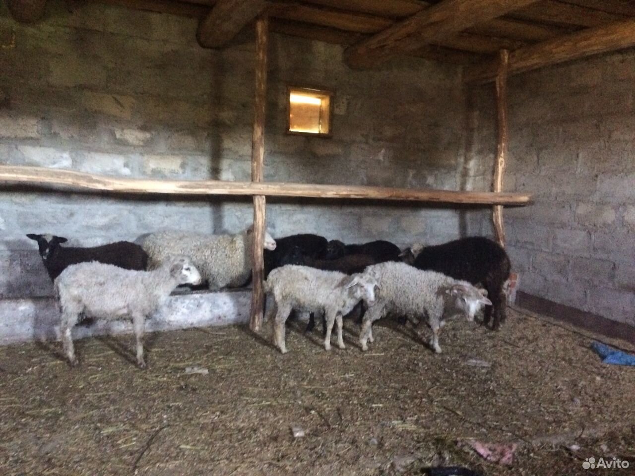 2 овцы, 7 ягнят купить на Зозу.ру - фотография № 1