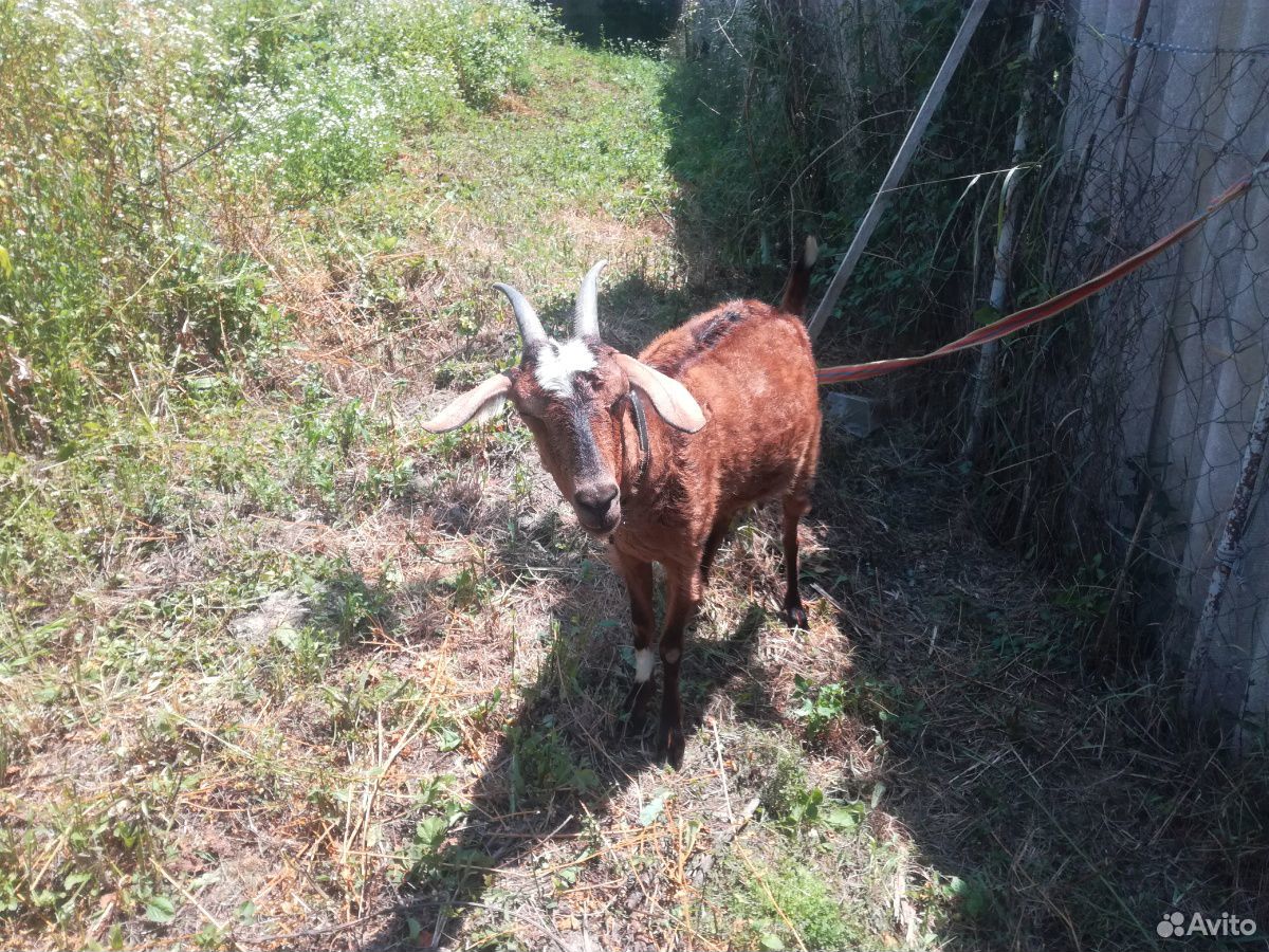Нубийская коза с козочкой купить на Зозу.ру - фотография № 1