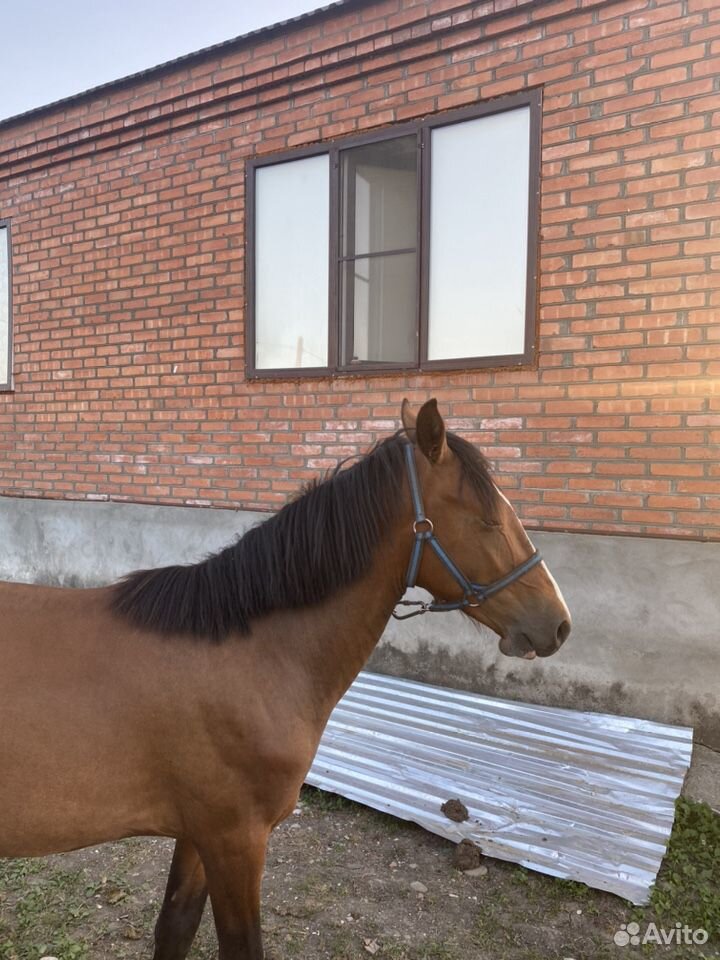 Лошадь Жеребец купить на Зозу.ру - фотография № 1