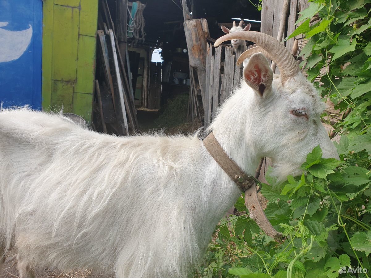 Молодые дойные козы мегрельской породы купить на Зозу.ру - фотография № 6