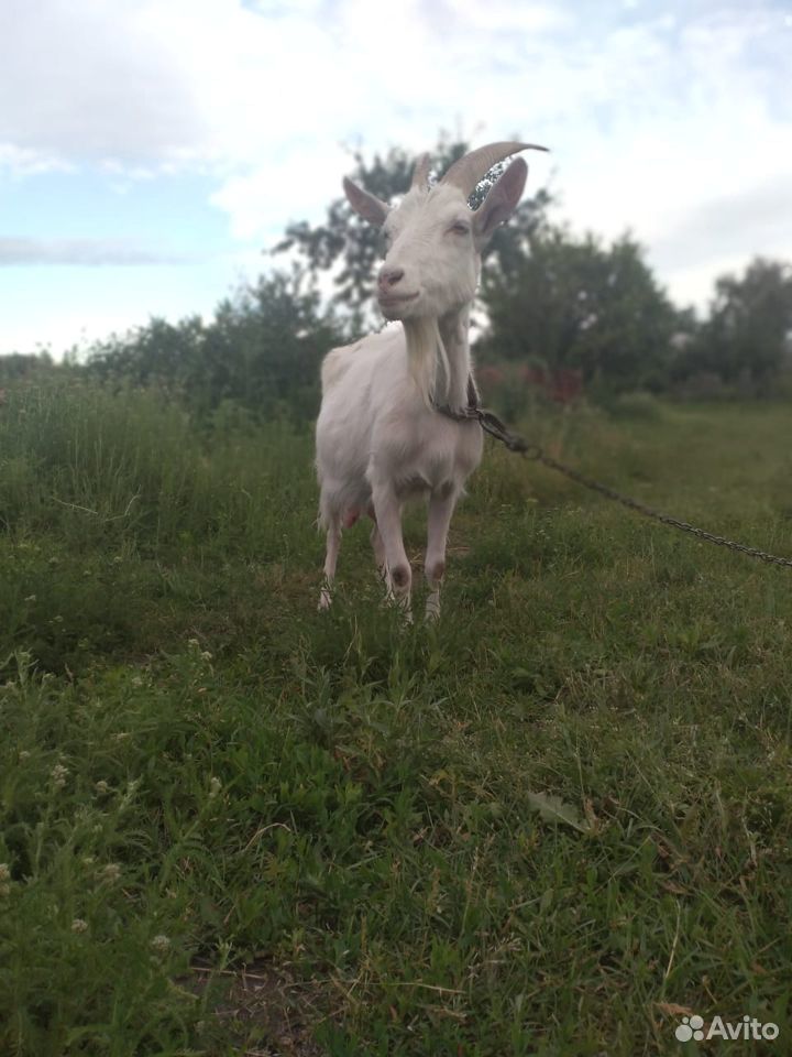 Продаю двух коз после второго окота купить на Зозу.ру - фотография № 8