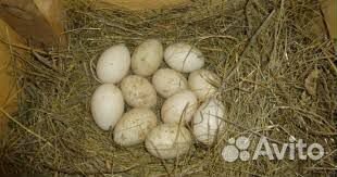 Яйцо индоутки купить на Зозу.ру - фотография № 1