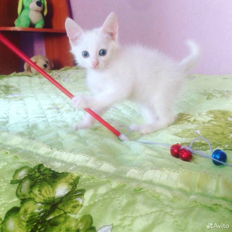 Котенок Снежинка купить на Зозу.ру - фотография № 1