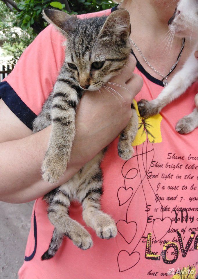 Котенок девочка в добрые руки купить на Зозу.ру - фотография № 3