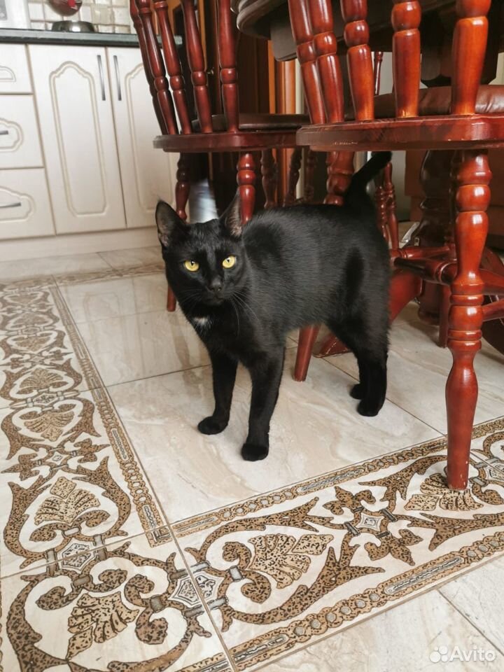 Кот «чёрный бриллиант» купить на Зозу.ру - фотография № 7