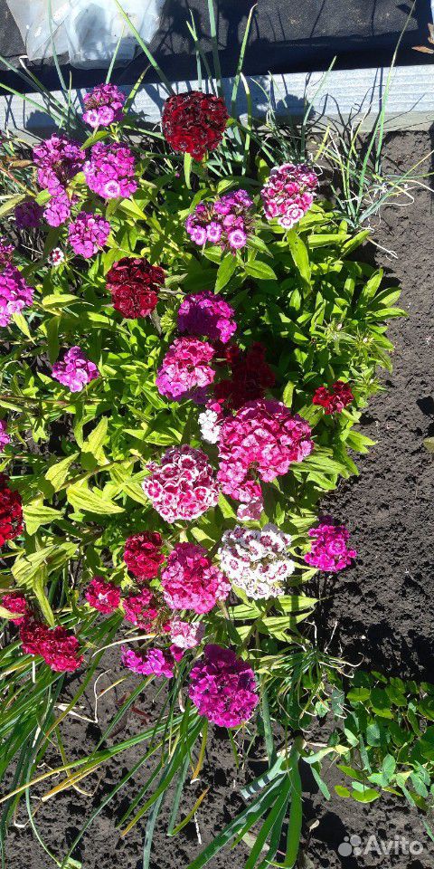 Цветы для сада обмен купить на Зозу.ру - фотография № 6